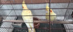 লুটিনো ককাটেল পাখি বিক্রয়