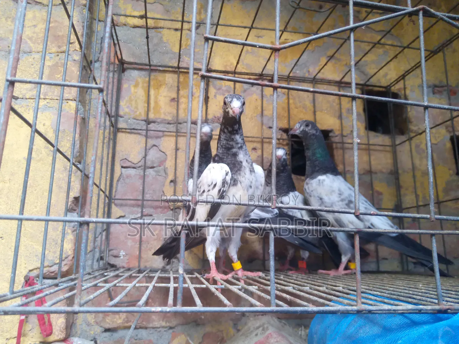 টেডি বেবি ২ জোড়া