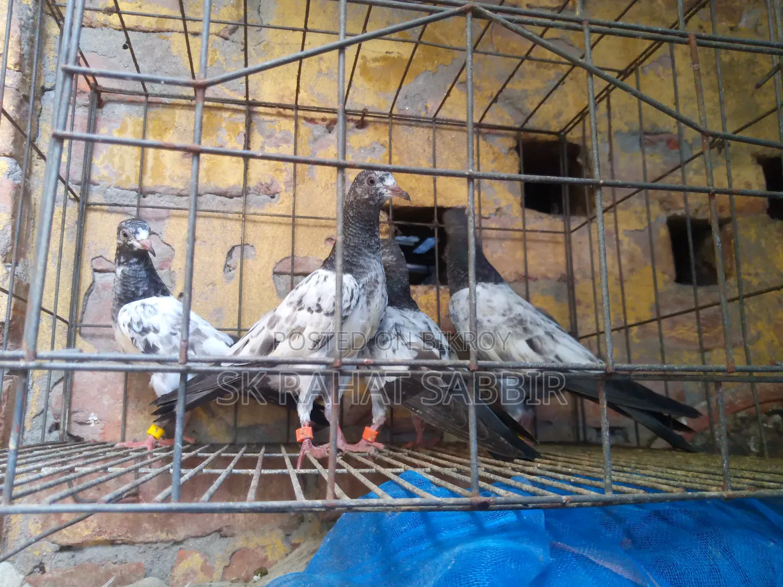 টেডি বেবি ২ জোড়া