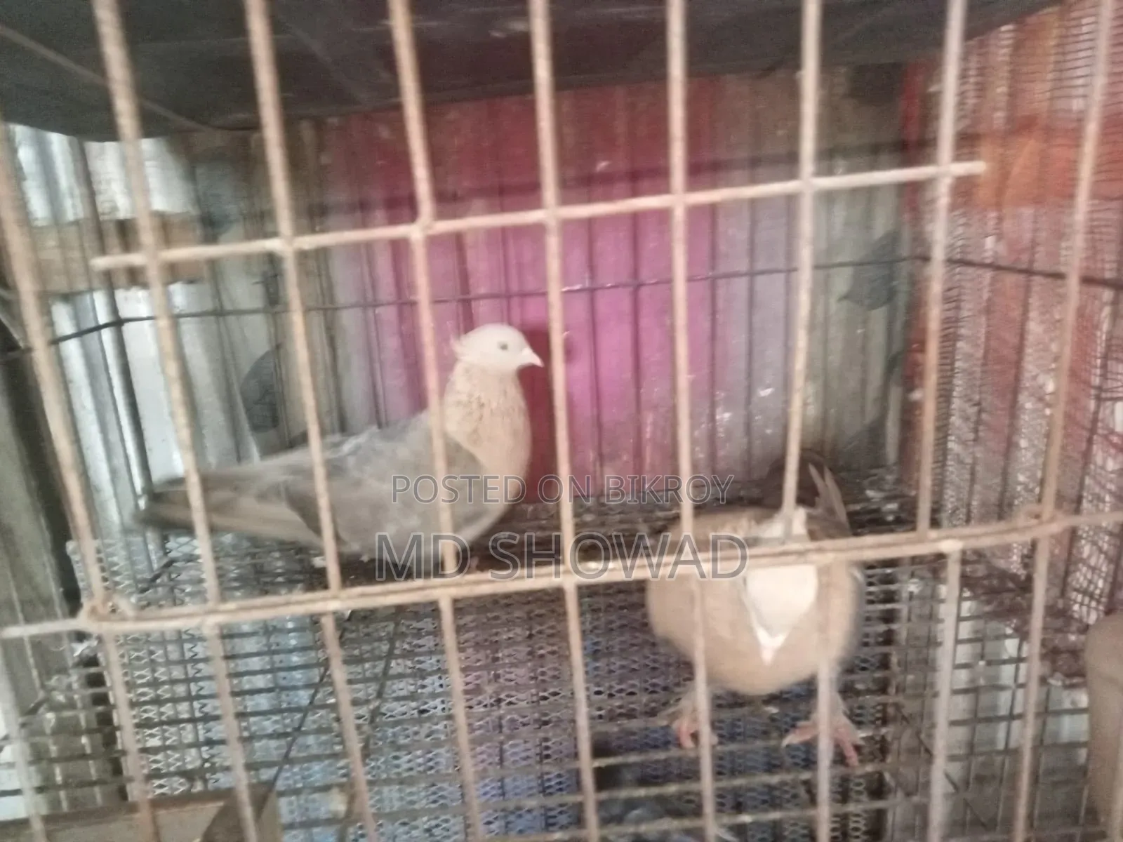 চুয়া চন্দন কবুতর বিক্রি