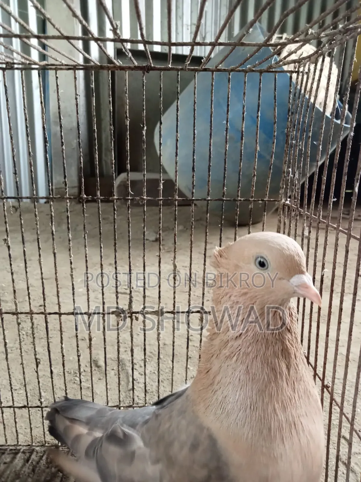চুয়া চন্দন কবুতর বিক্রি