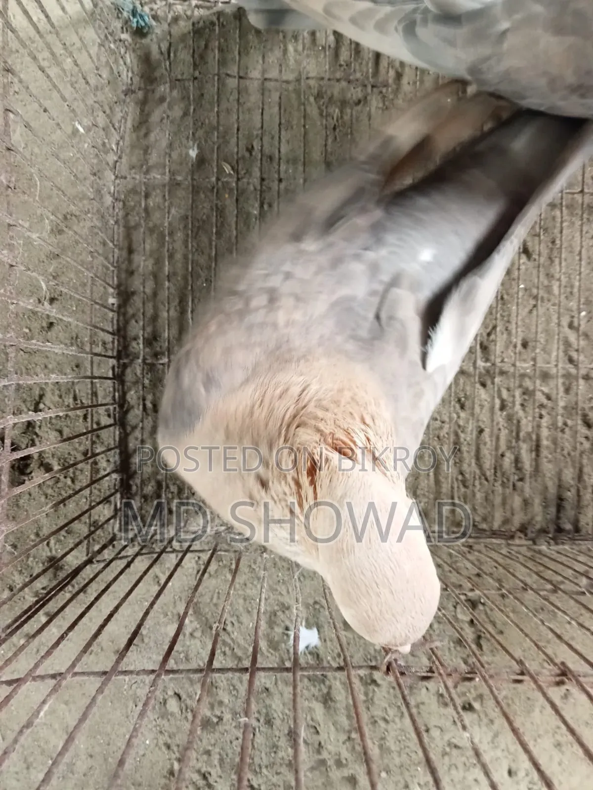 চুয়া চন্দন কবুতর বিক্রি