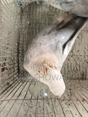 চুয়া চন্দন কবুতর বিক্রি