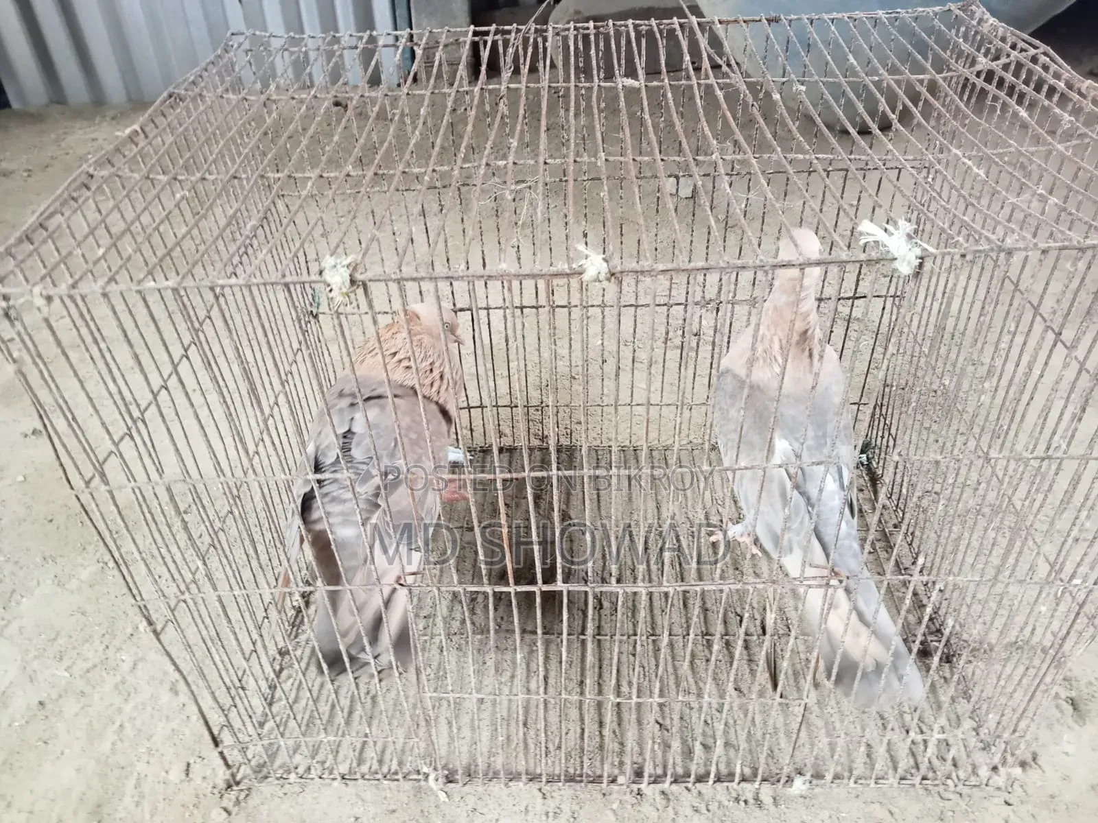 চুয়া চন্দন কবুতর বিক্রি