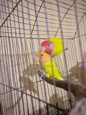 Orange Head Opaline Red Lovebird Breeding Pair