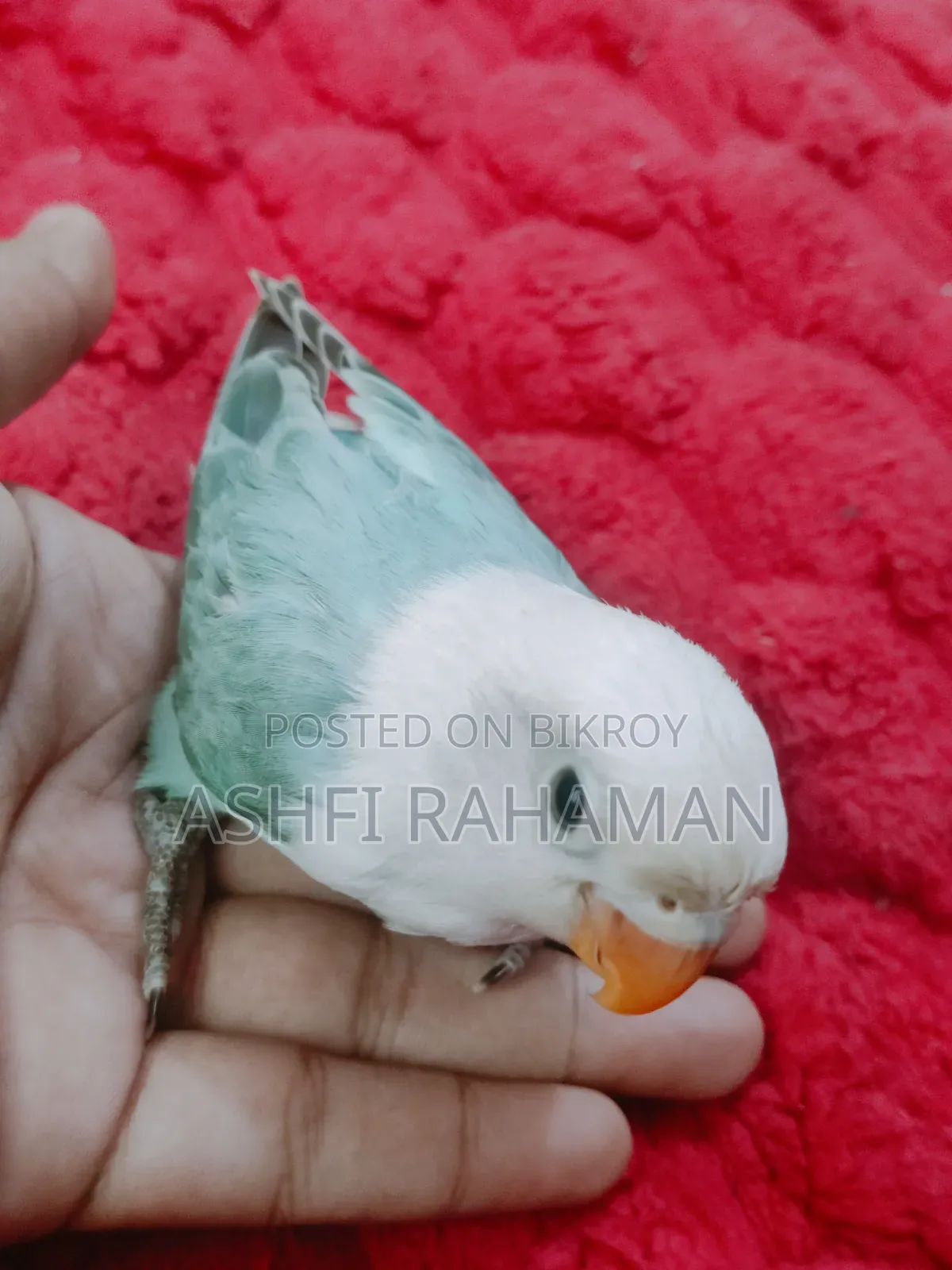 Blue and Cobalt Blue Opaline Lovebird Baby Pair