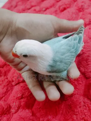 Blue and Cobalt Blue Opaline Lovebird Baby Pair