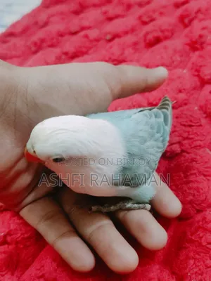 Blue and Cobalt Blue Opaline Lovebird Baby Pair