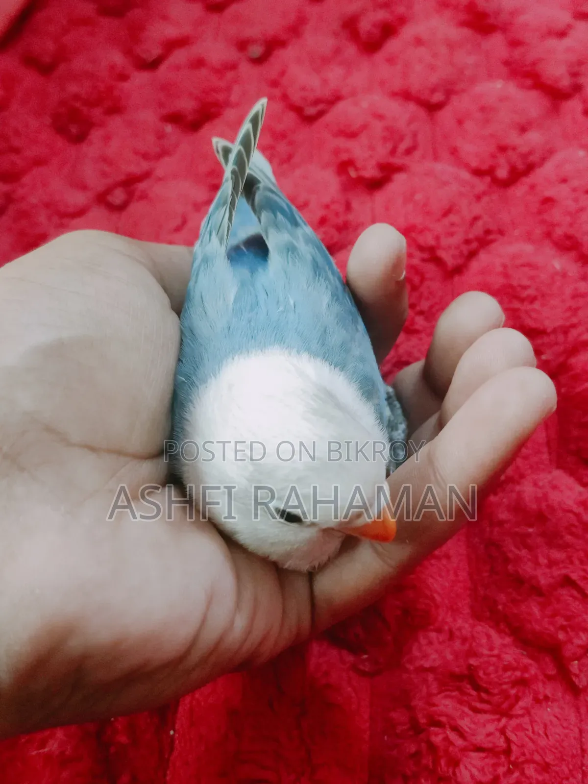 Blue and Cobalt Blue Opaline Lovebird Baby Pair