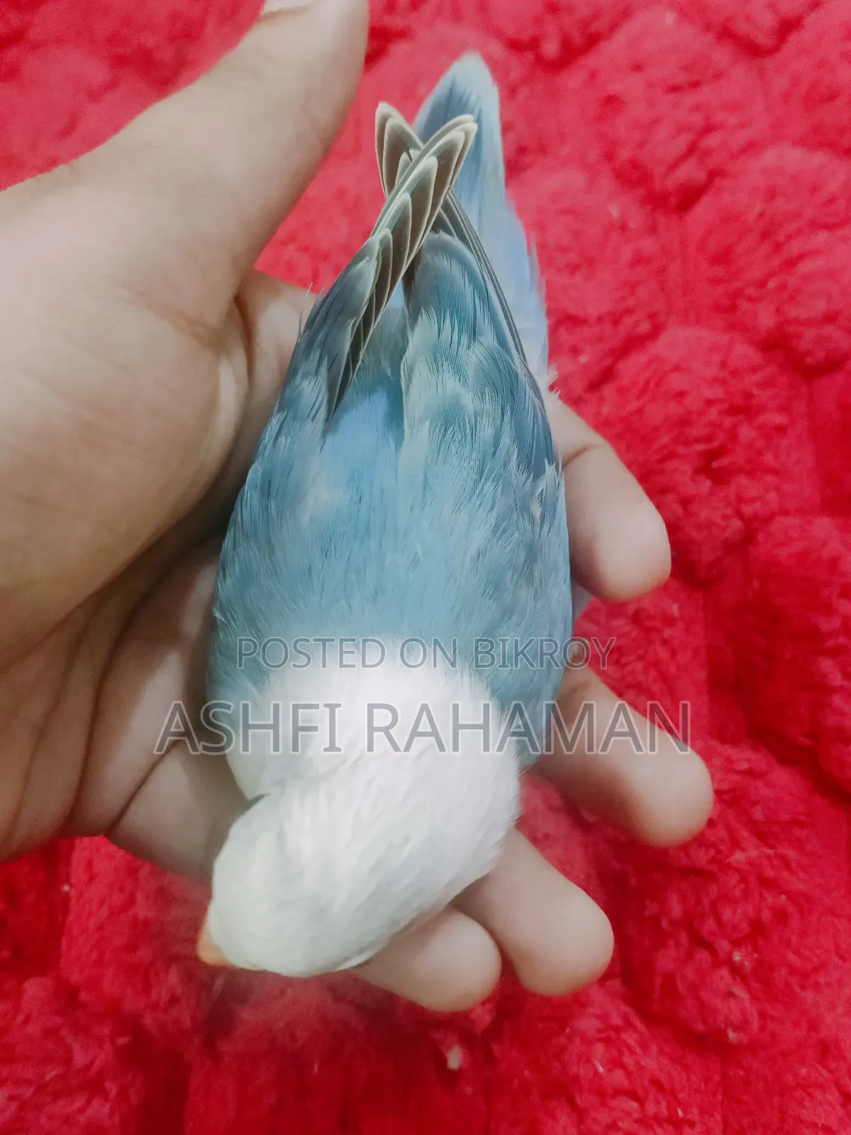 Blue and Cobalt Blue Opaline Lovebird Baby Pair