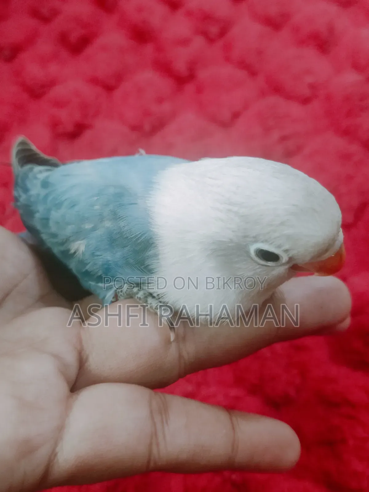 Blue and Cobalt Blue Opaline Lovebird Baby Pair