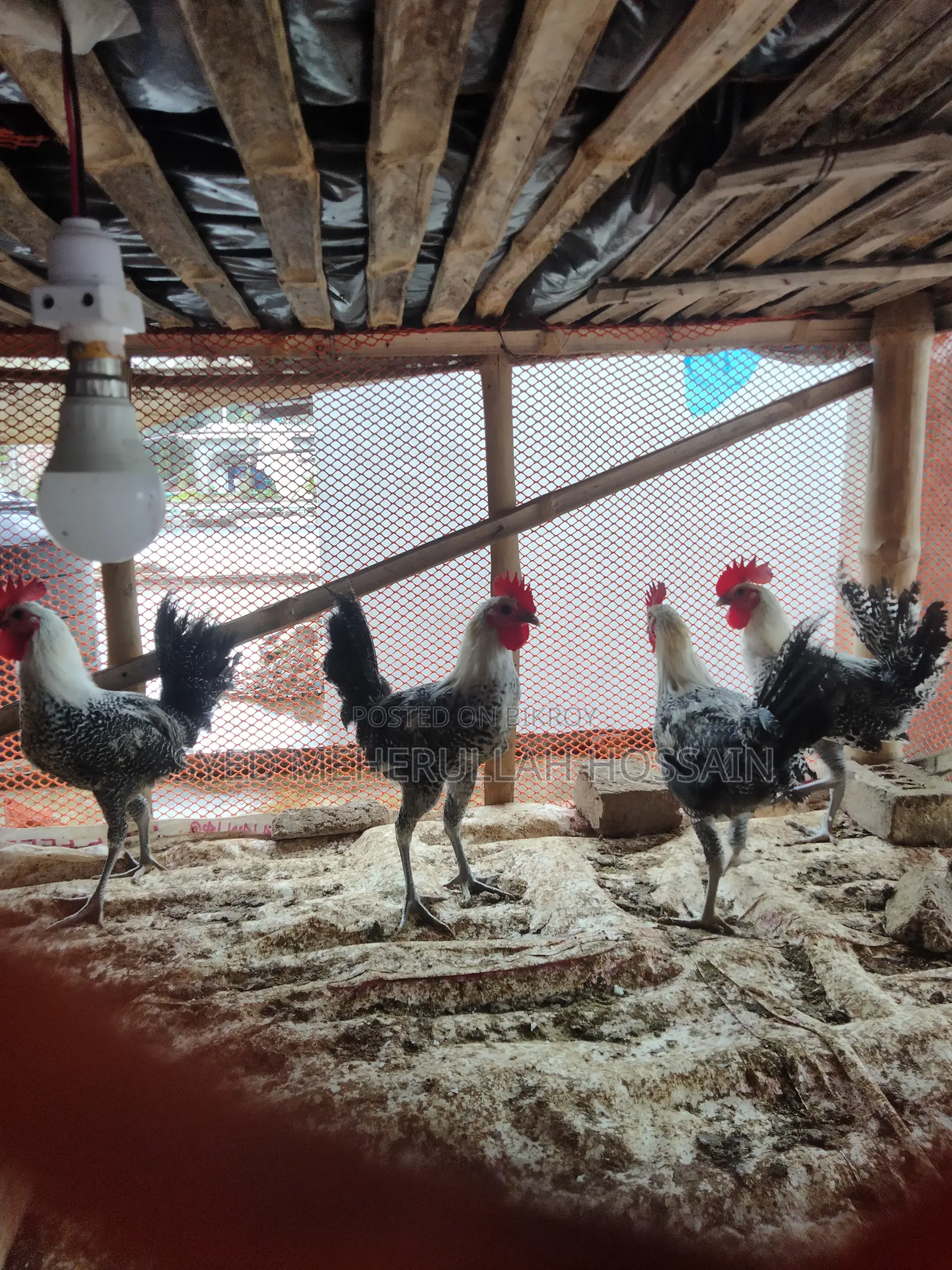 Fayoumi Rooster