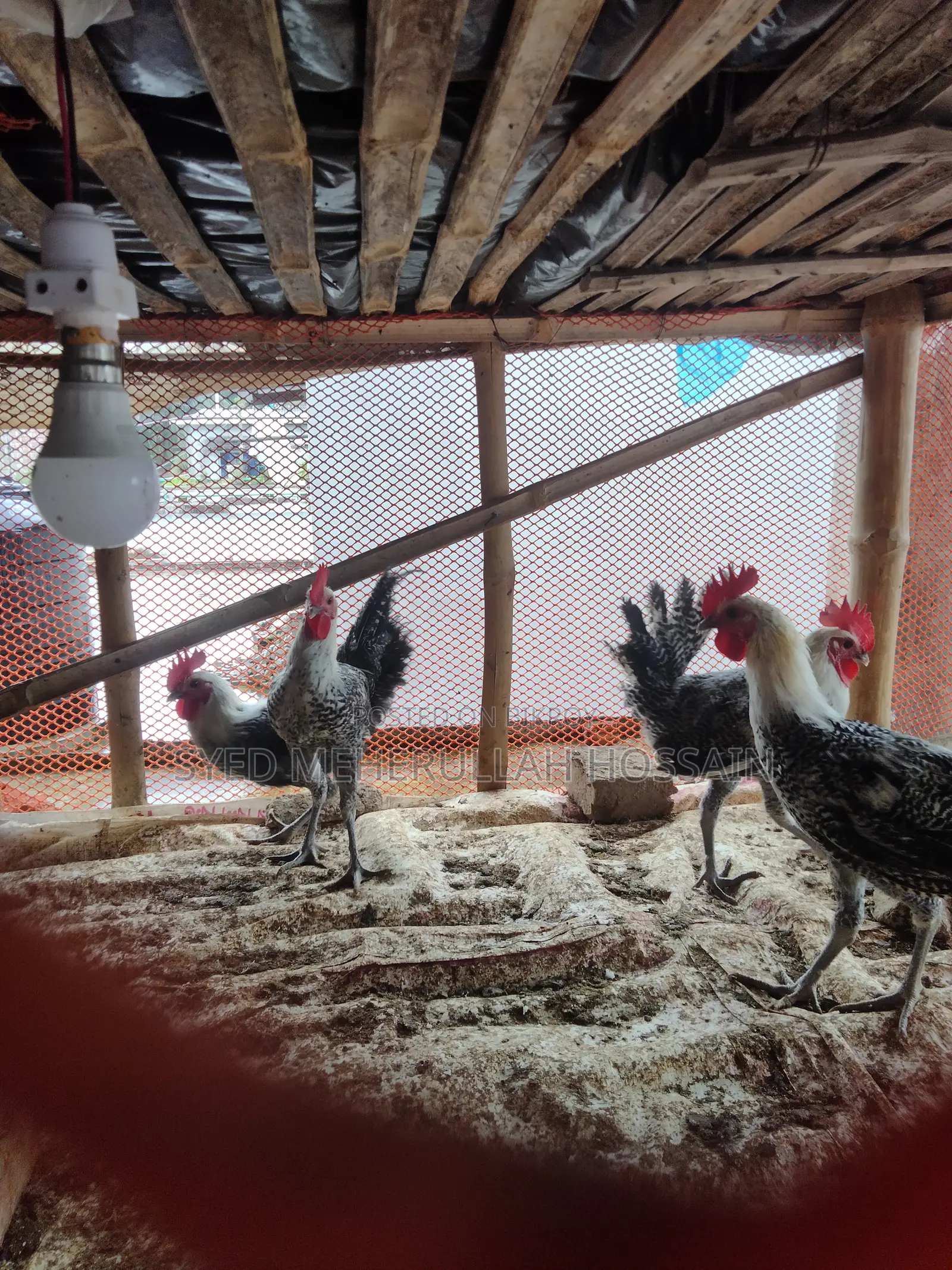 Fayoumi Rooster