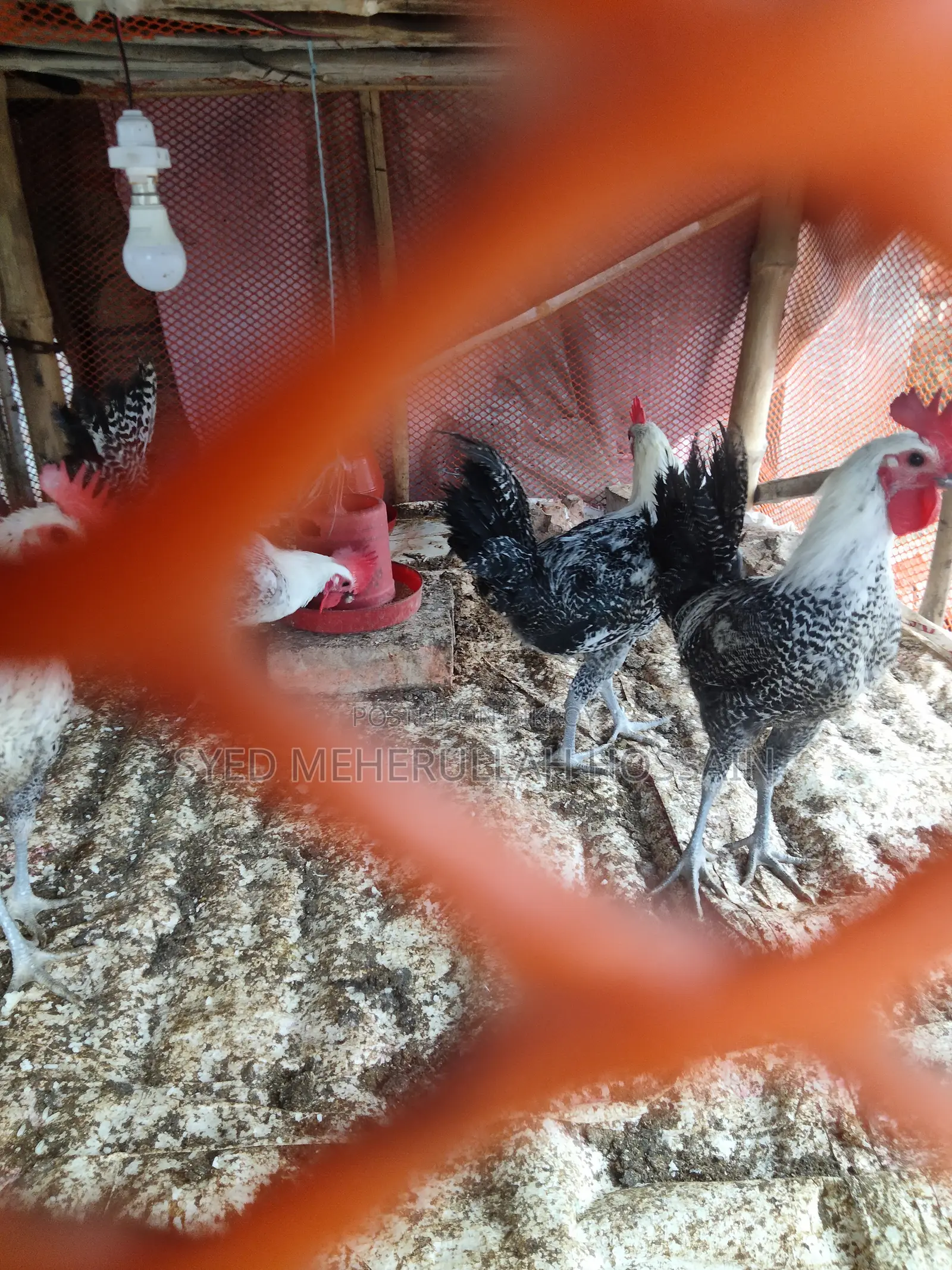 Fayoumi Rooster
