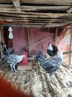 Fayoumi Rooster