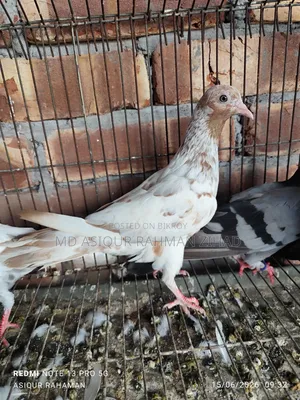 Running Male Pigeon