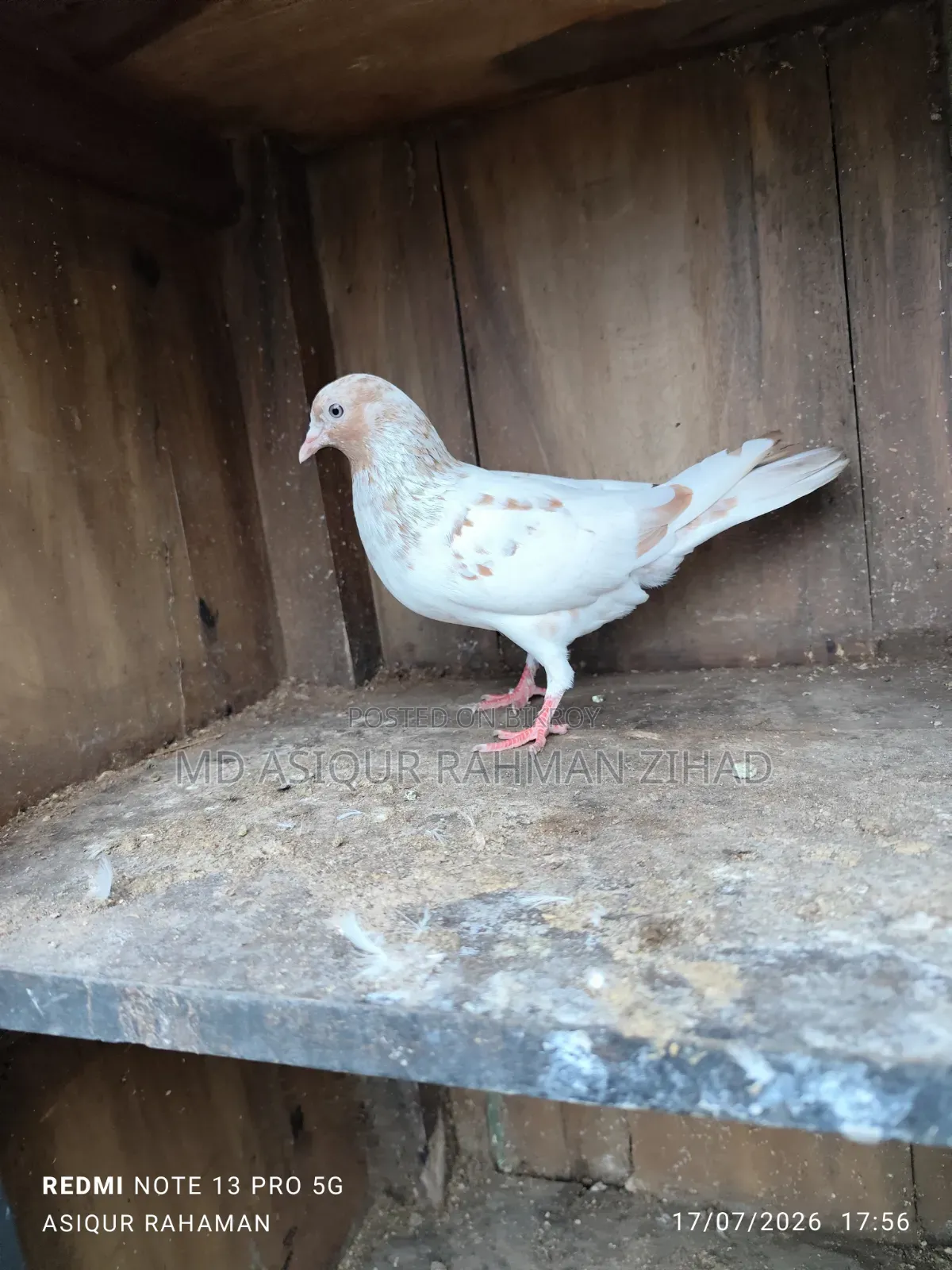 Running Male Pigeon