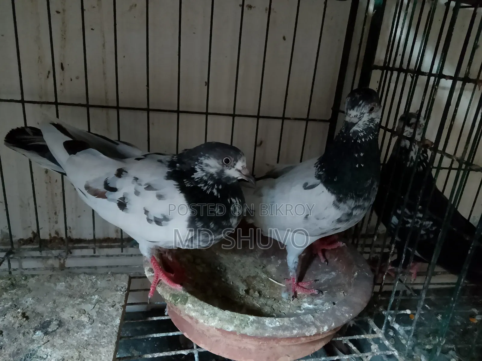 Pigeon Sale