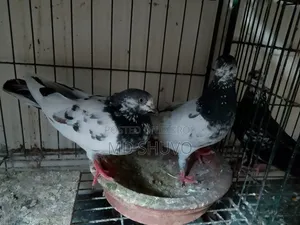 Pigeon Sale