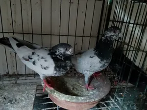 Pair of Pigeons