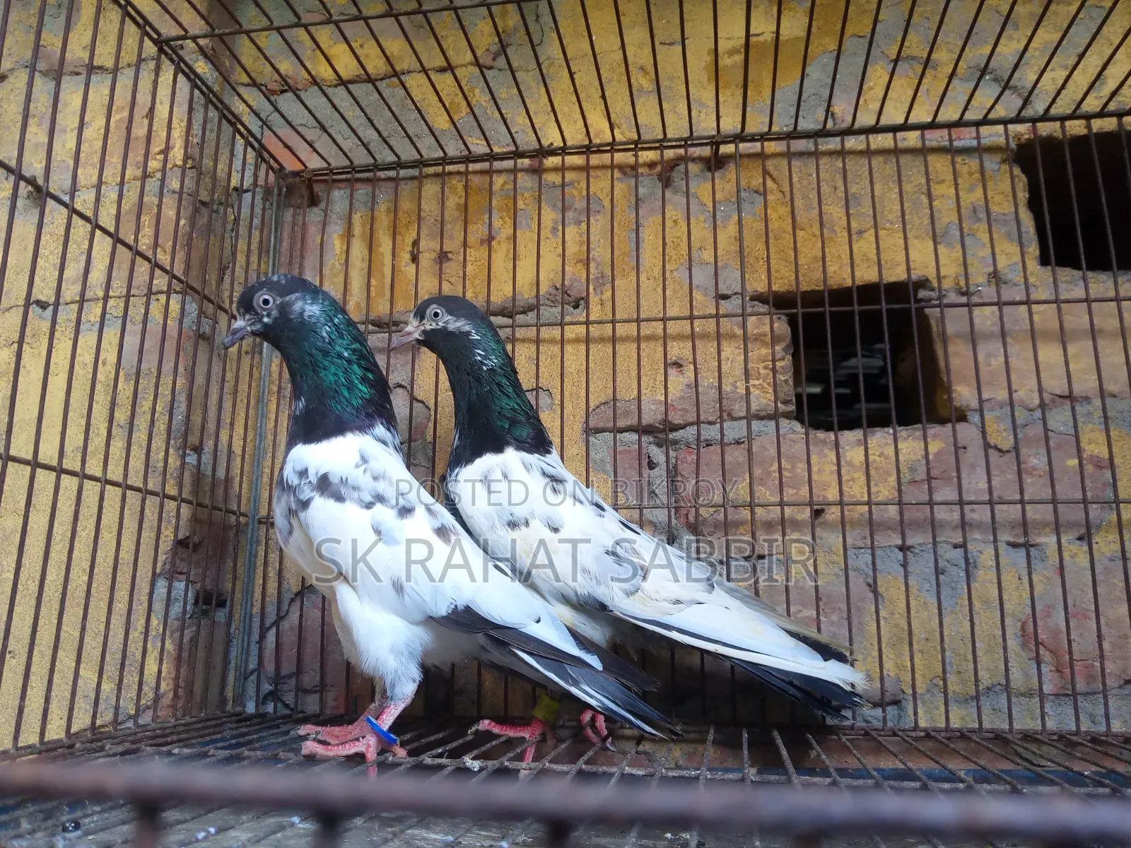 টেডি বেবি ২ জোড়া