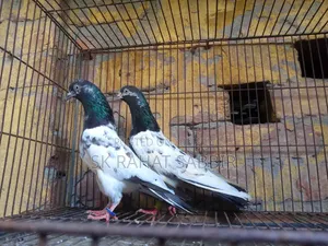 টেডি বেবি ২ জোড়া