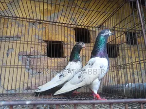 টেডি বেবি ২ জোড়া