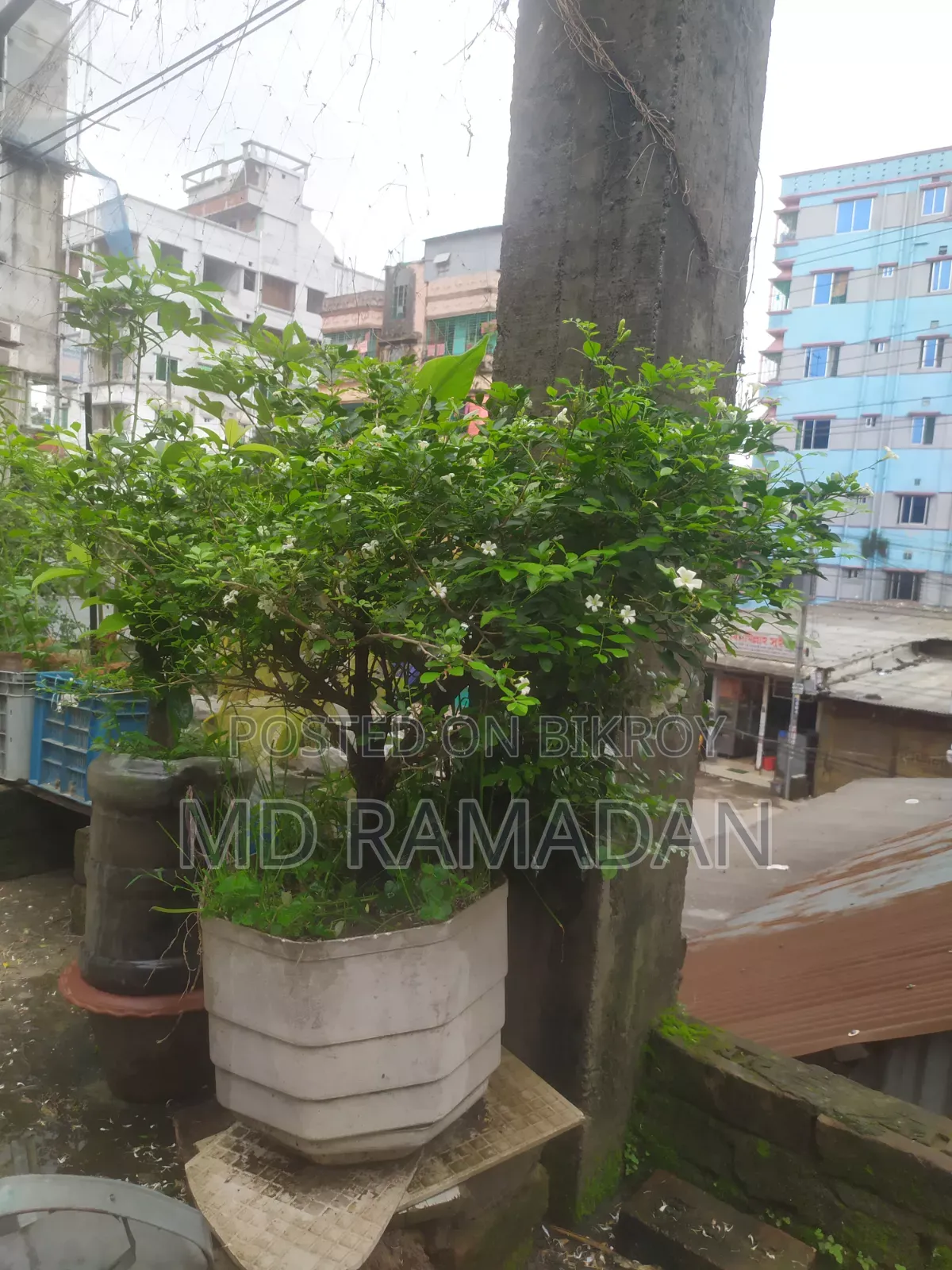 কামিনী বনসাই ১১ বছর বয়স
