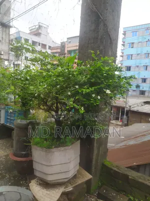 কামিনী বনসাই ১১ বছর বয়স