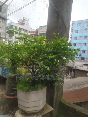 কামিনী বনসাই ১১ বছর বয়স
