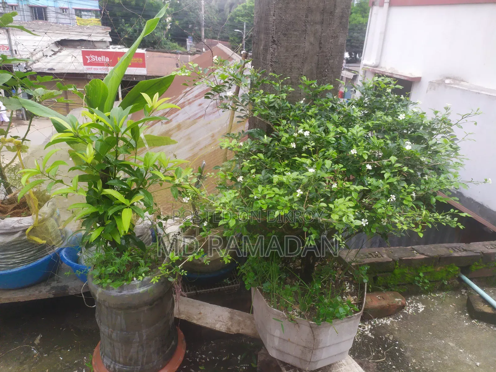 কামিনী বনসাই ১১ বছর বয়স