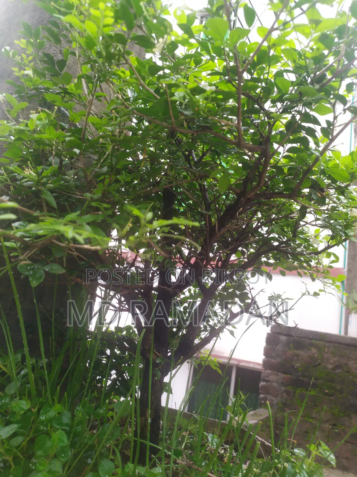 কামিনী বনসাই ১১ বছর বয়স