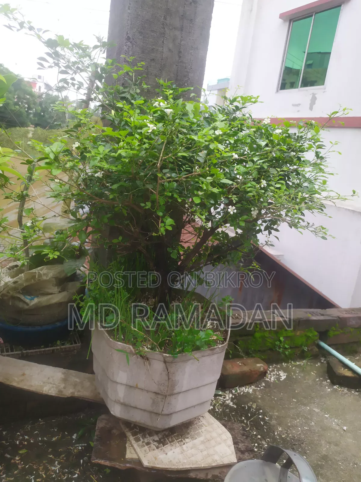 কামিনী বনসাই ১১ বছর বয়স