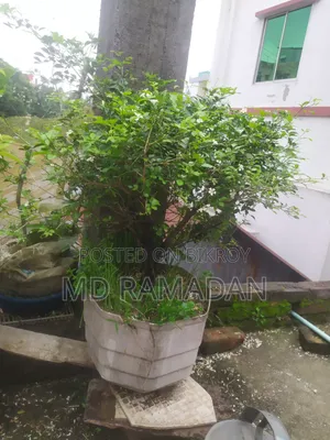 কামিনী বনসাই ১১ বছর বয়স