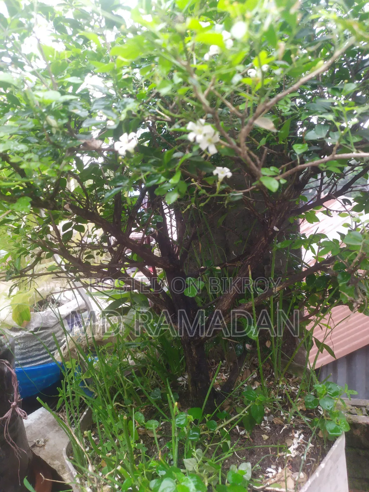 কামিনী বনসাই ১১ বছর বয়স