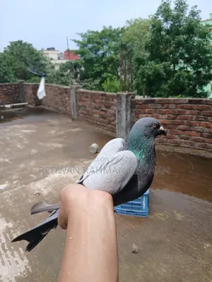 Pigeon Sylhet Uposhohor