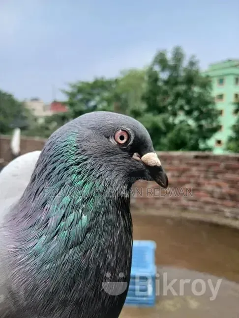 Pigeon Sylhet Uposhohor