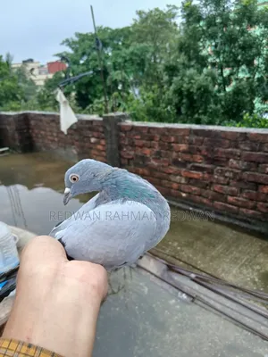 Pigeon Sylhet Uposhohor