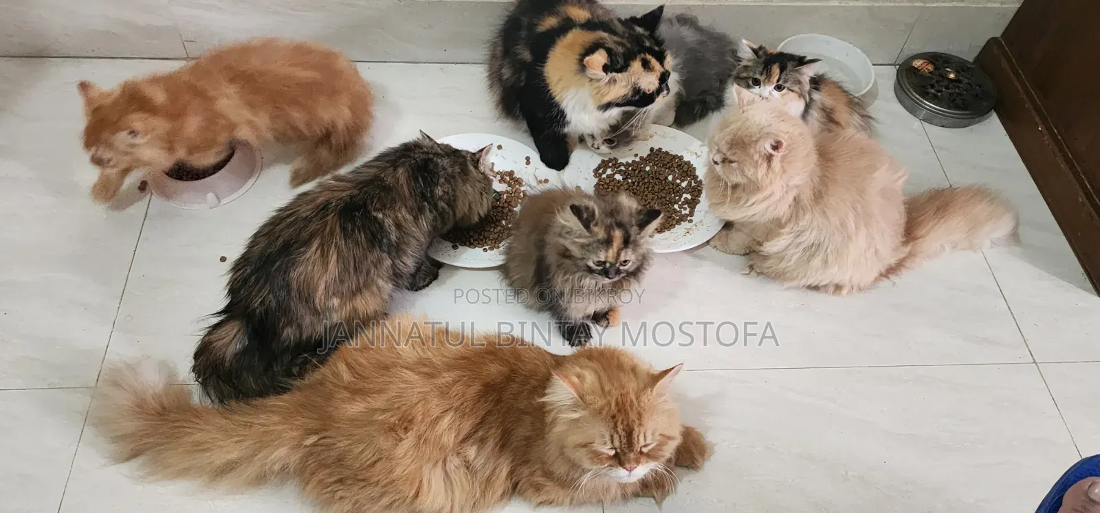 3-6 Months Female Purebred Persian