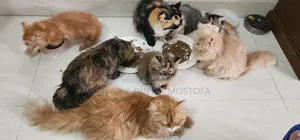 3-6 Months Female Purebred Persian