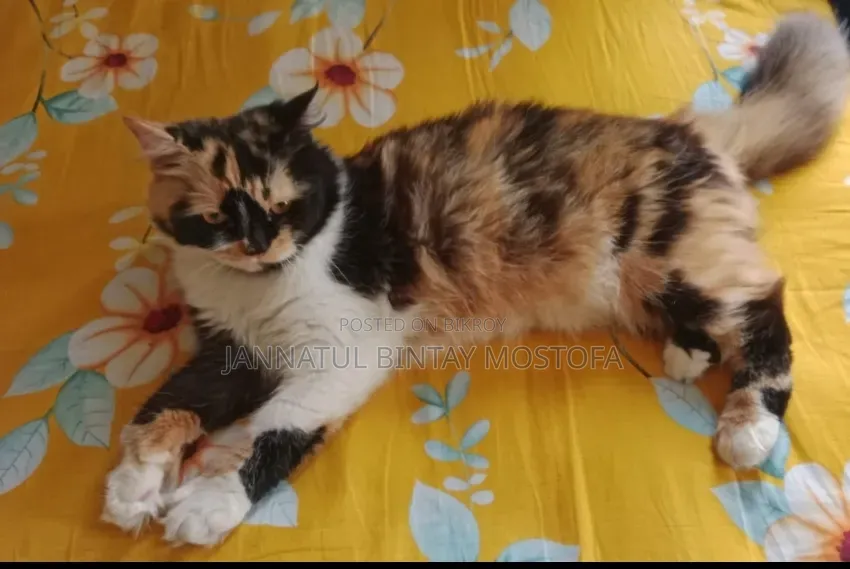 3-6 Months Female Purebred Persian