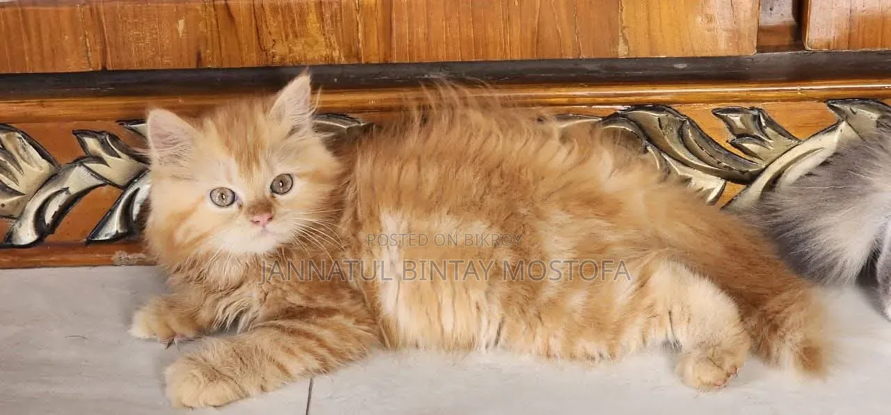 3-6 Months Female Purebred Persian