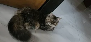 3-6 Months Female Purebred Persian