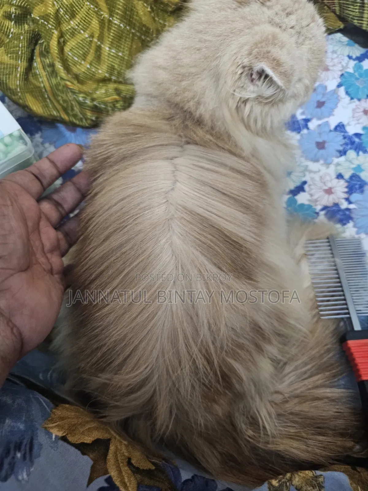 3-6 Months Female Purebred Persian
