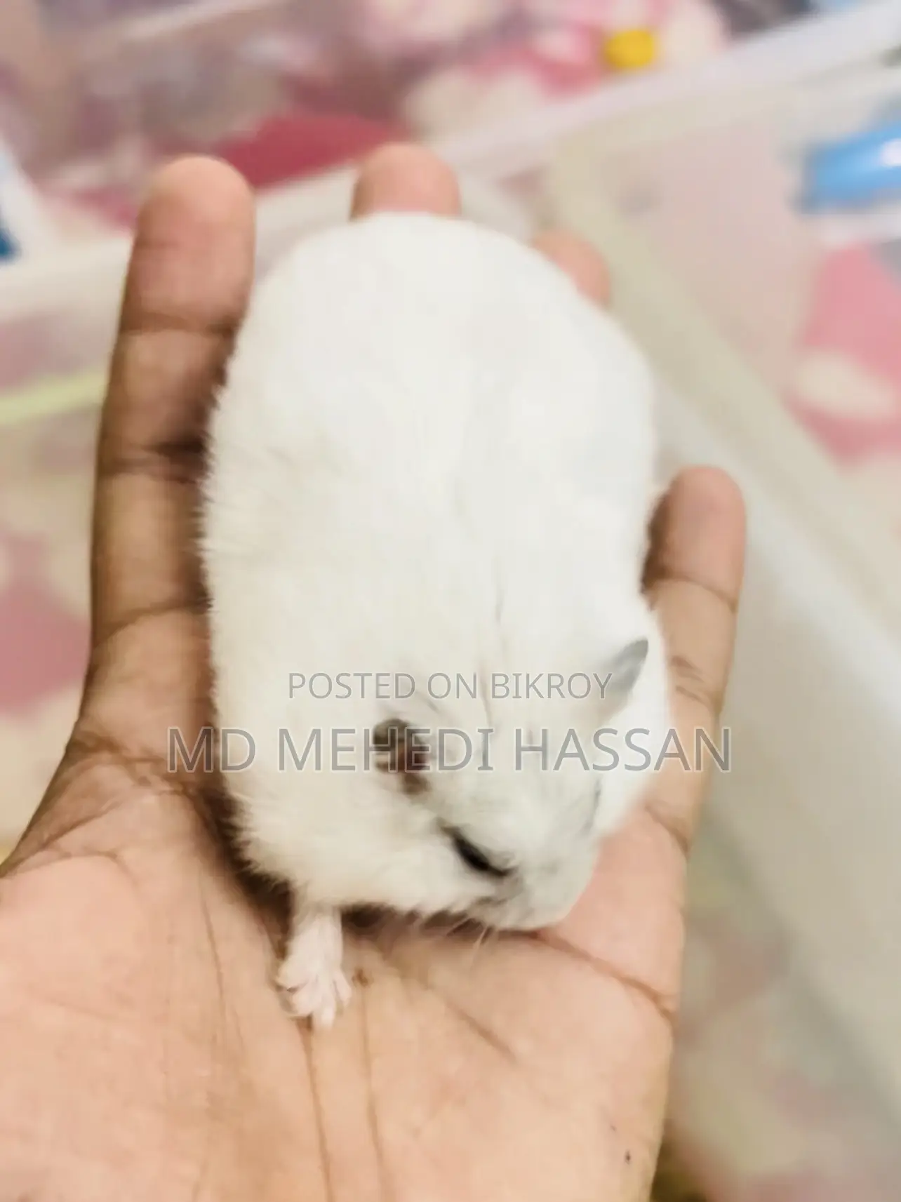Winter White Hamster