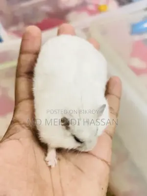 Winter White Hamster