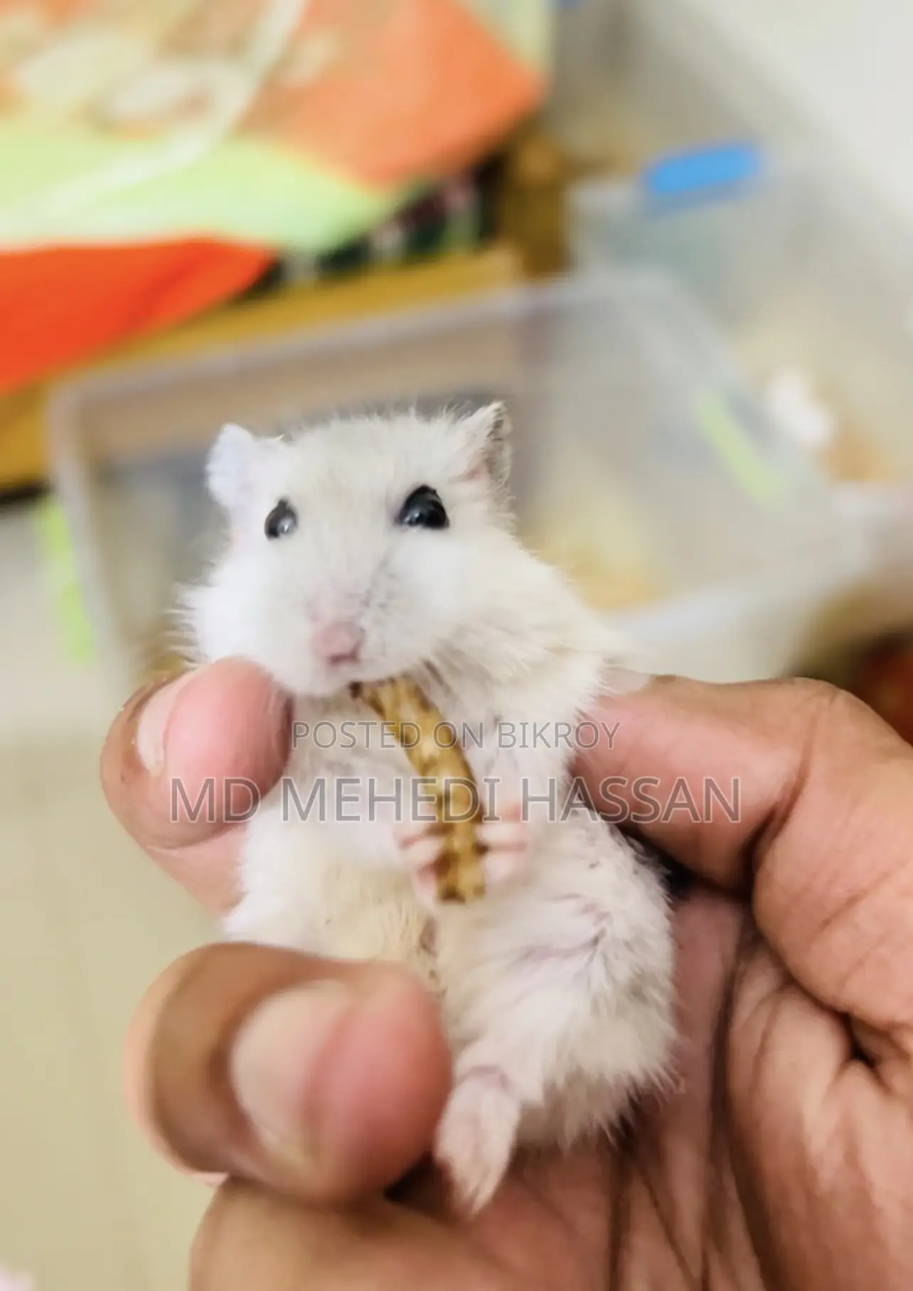 Winter White Hamster