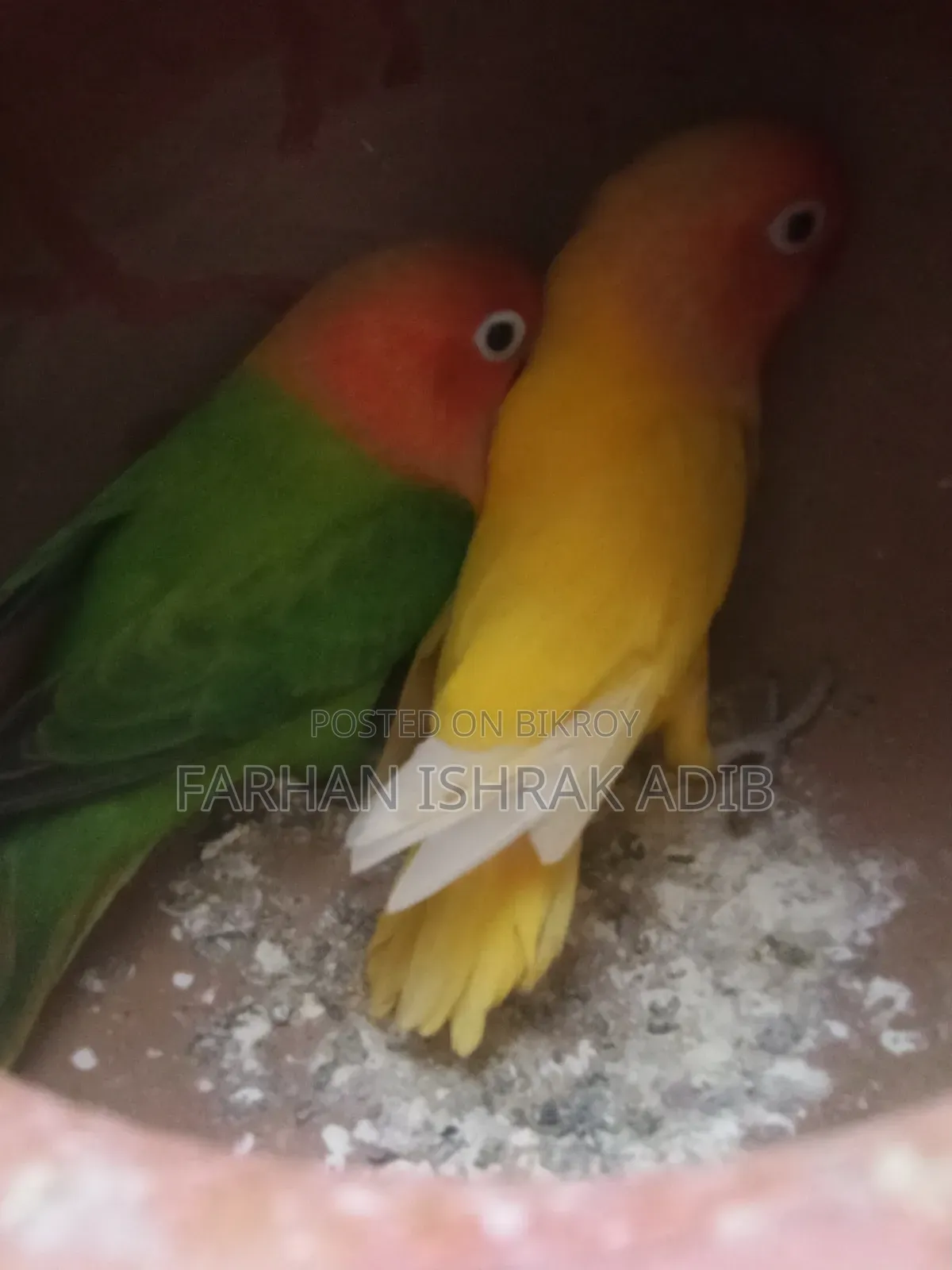 Love Bird Adult Pair