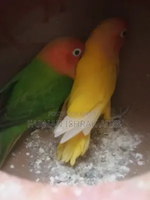 Love Bird Adult Pair