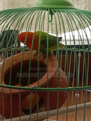 Love Bird Adult Pair
